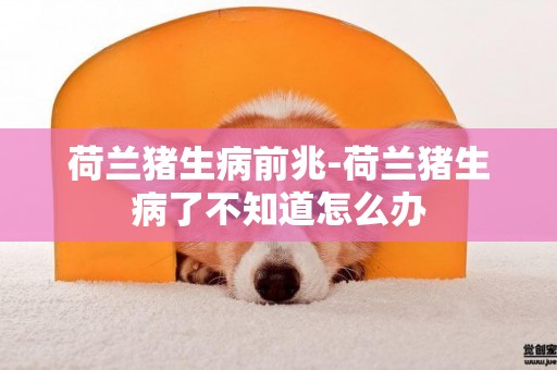 荷蘭豬生病前兆-荷蘭豬生病了不知道怎么辦