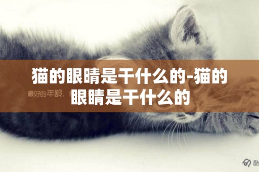 貓的眼晴是干什么的-貓的眼睛是干什么的