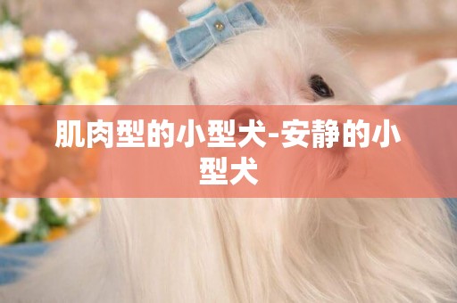 肌肉型的小型犬-安靜的小型犬