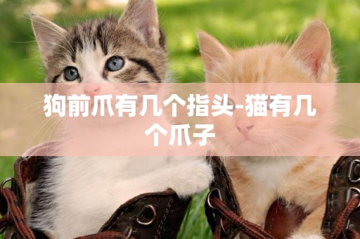 狗前爪有幾個指頭-貓有幾個爪子