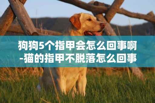 狗狗5個指甲會怎么回事啊-貓的指甲不脫落怎么回事啊