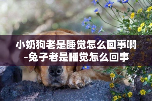 小奶狗老是睡覺怎么回事啊-兔子老是睡覺怎么回事