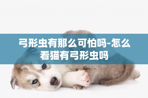 弓形蟲有那么可怕嗎-怎么看貓有弓形蟲嗎
