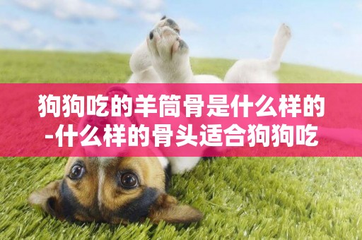 狗狗吃的羊筒骨是什么樣的-什么樣的骨頭適合狗狗吃