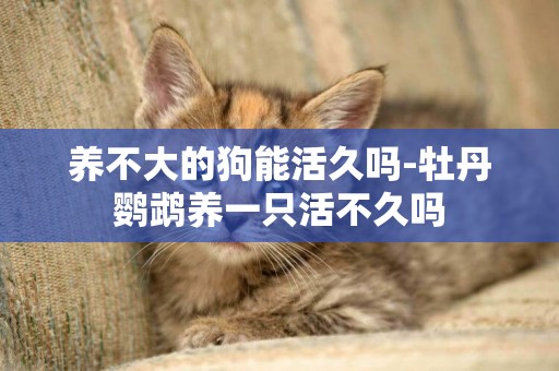 養不大的狗能活久嗎-牡丹鸚鵡養一只活不久嗎