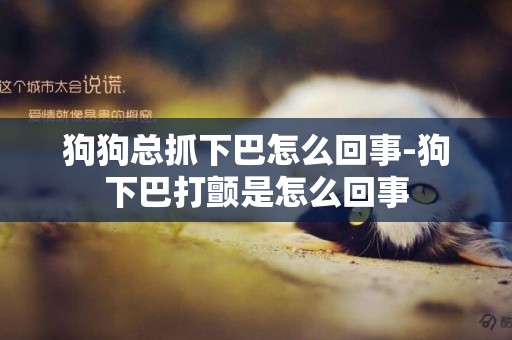 狗狗總抓下巴怎么回事-狗下巴打顫是怎么回事