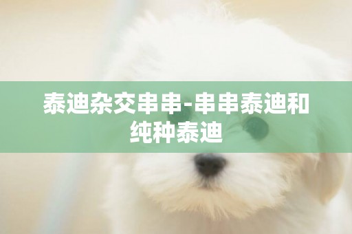 泰迪雜交串串-串串泰迪和純種泰迪