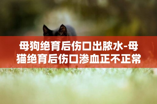 母狗絕育后傷口出膿水-母貓絕育后傷口滲血正不正常