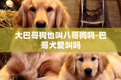 大巴哥狗也叫八哥狗嗎-巴哥犬愛叫嗎