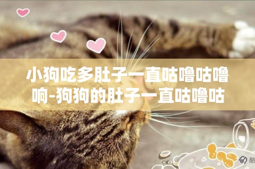 小狗吃多肚子一直咕嚕咕嚕響-狗狗的肚子一直咕嚕咕嚕響