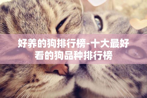 好養的狗排行榜-十大最好看的狗品種排行榜