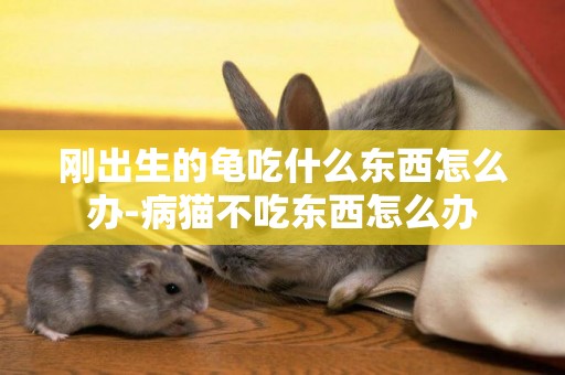 剛出生的龜吃什么東西怎么辦-病貓不吃東西怎么辦