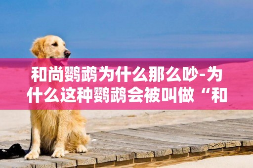 和尚鸚鵡為什么那么吵-為什么這種鸚鵡會被叫做“和尚”