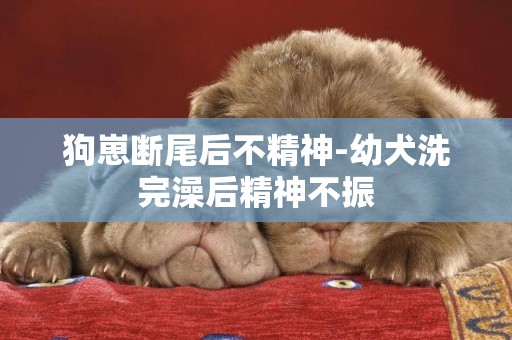 狗崽斷尾后不精神-幼犬洗完澡后精神不振