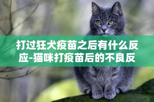 打過狂犬疫苗之后有什么反應-貓咪打疫苗后的不良反應有什么