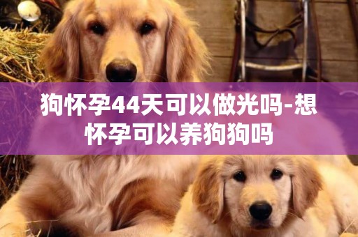 狗懷孕44天可以做光嗎-想懷孕可以養狗狗嗎