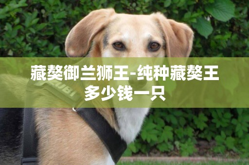 藏獒御蘭獅王-純種藏獒王多少錢一只