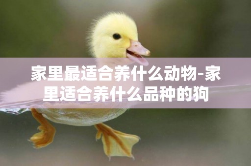 家里最適合養什么動物-家里適合養什么品種的狗