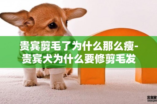 貴賓剪毛了為什么那么瘦-貴賓犬為什么要修剪毛發