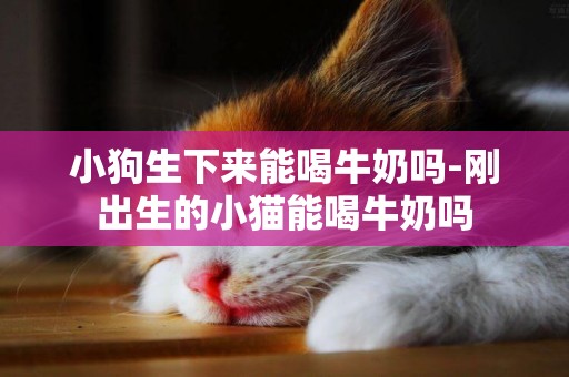 小狗生下來能喝牛奶嗎-剛出生的小貓能喝牛奶嗎
