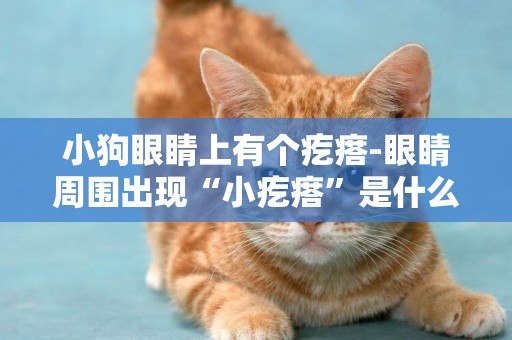 小狗眼睛上有個疙瘩-眼睛周圍出現“小疙瘩”是什么