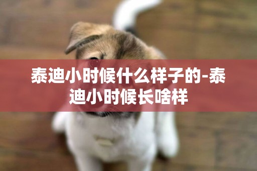 泰迪小時候什么樣子的-泰迪小時候長啥樣