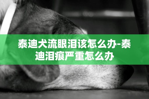 泰迪犬流眼淚該怎么辦-泰迪淚痕嚴重怎么辦