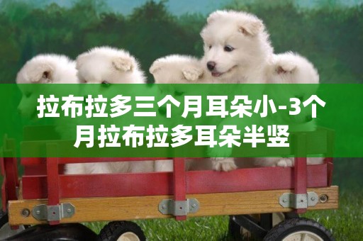 拉布拉多三個月耳朵小-3個月拉布拉多耳朵半豎