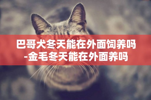 巴哥犬冬天能在外面飼養嗎-金毛冬天能在外面養嗎