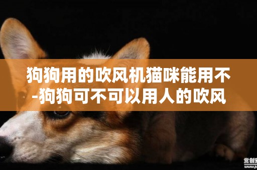 狗狗用的吹風機貓咪能用不-狗狗可不可以用人的吹風機