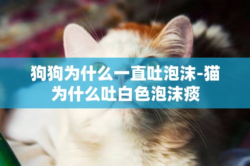 狗狗為什么一直吐泡沫-貓為什么吐白色泡沫痰