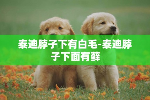 泰迪脖子下有白毛-泰迪脖子下面有蘚