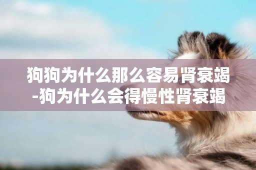 狗狗為什么那么容易腎衰竭-狗為什么會得慢性腎衰竭
