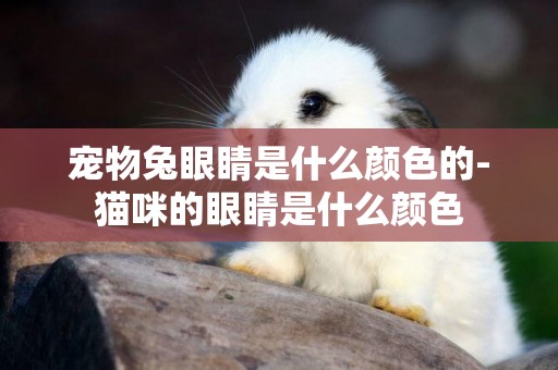 寵物兔眼睛是什么顏色的-貓咪的眼睛是什么顏色