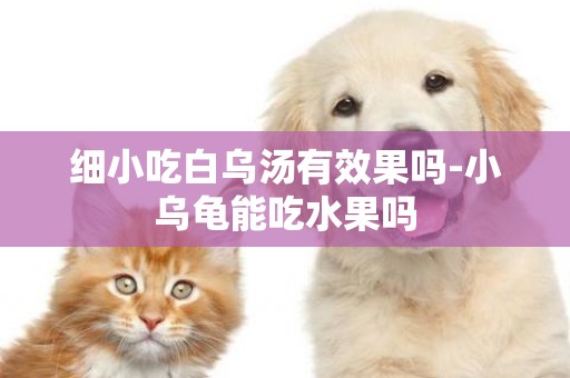 細小吃白烏湯有效果嗎-小烏龜能吃水果嗎