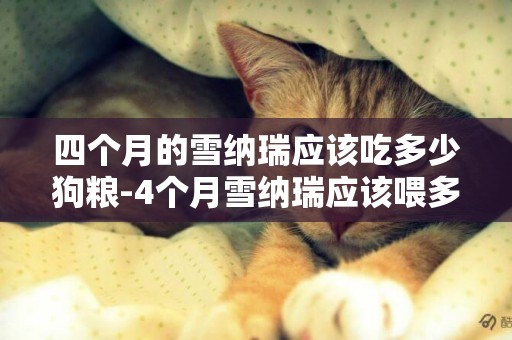 四個月的雪納瑞應該吃多少狗糧-4個月雪納瑞應該喂多少狗糧