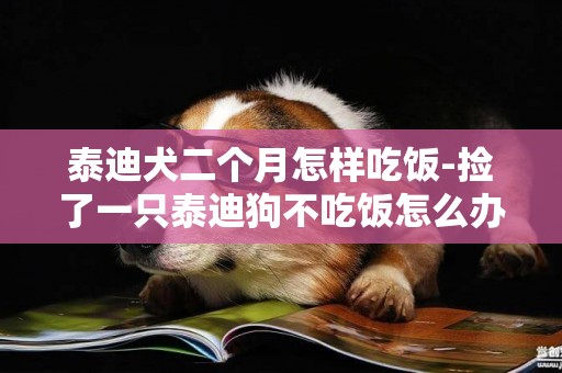 泰迪犬二個月怎樣吃飯-撿了一只泰迪狗不吃飯怎么辦