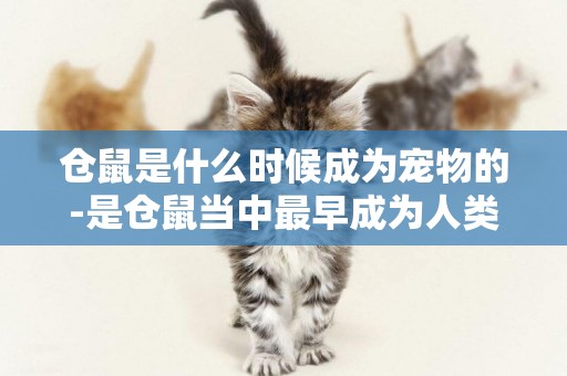 倉鼠是什么時候成為寵物的-是倉鼠當中最早成為人類寵物的