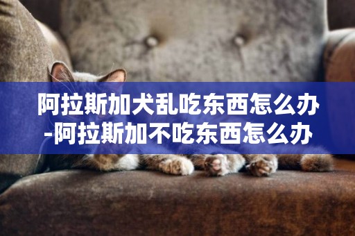 阿拉斯加犬亂吃東西怎么辦-阿拉斯加不吃東西怎么辦