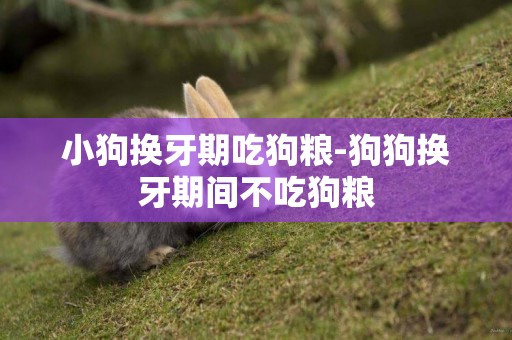 小狗換牙期吃狗糧-狗狗換牙期間不吃狗糧