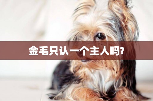 金毛只認一個主人嗎?