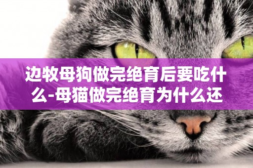 邊牧母狗做完絕育后要吃什么-母貓做完絕育為什么還會叫