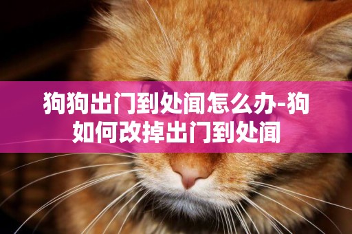 狗狗出門到處聞怎么辦-狗如何改掉出門到處聞