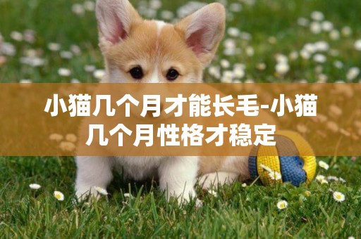 小貓幾個月才能長毛-小貓幾個月性格才穩定