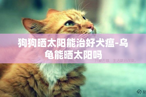 狗狗曬太陽能治好犬瘟-烏龜能曬太陽嗎