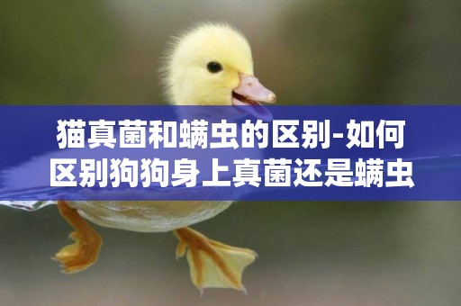 貓真菌和螨蟲的區別-如何區別狗狗身上真菌還是螨蟲