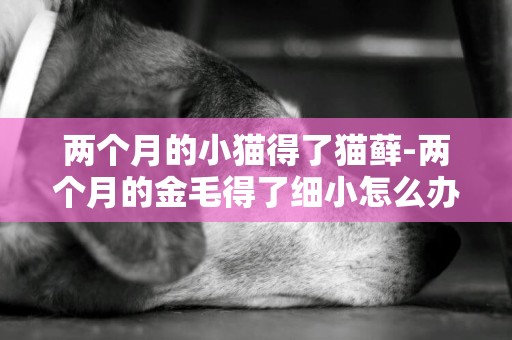 兩個月的小貓得了貓蘚-兩個月的金毛得了細小怎么辦