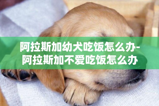 阿拉斯加幼犬吃飯怎么辦-阿拉斯加不愛吃飯怎么辦