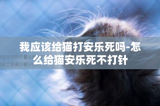 我應該給貓打安樂死嗎-怎么給貓安樂死不打針