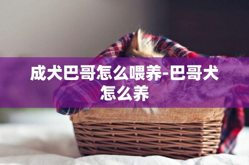 成犬巴哥怎么喂養-巴哥犬怎么養